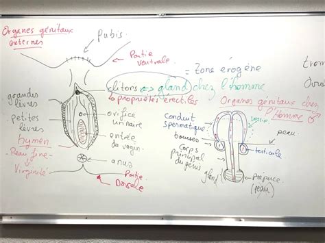 Chapitre Cerveau Plaisir Et Sexualit Comprendre Et Enseigner Les