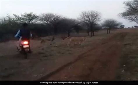 Bikers Chasing Lion Lioness In Gujarat S Gir On Video Three Arrested