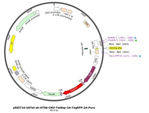 Tet Inducible Custom Lentiviral ShRNA Knockdown Construct Packaged