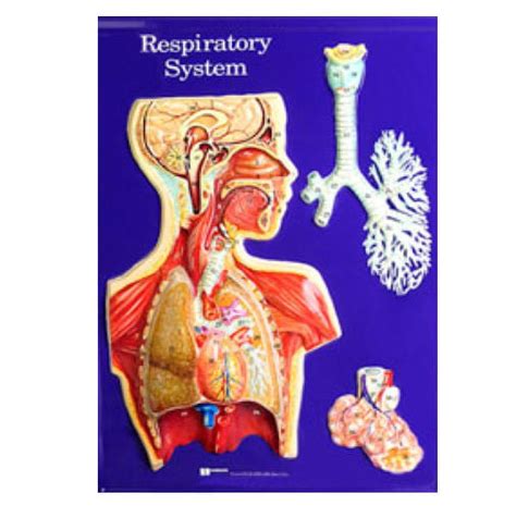 Respiratory System Model Only 24 X 18 Educational Kit Grades 3 9