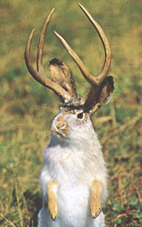 The Jackalope Is A Cryptid Found In North America Tumbex