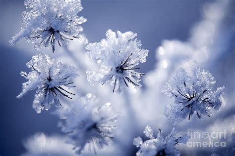 Detail of frozen flower Photograph by Kati Finell - Fine Art America