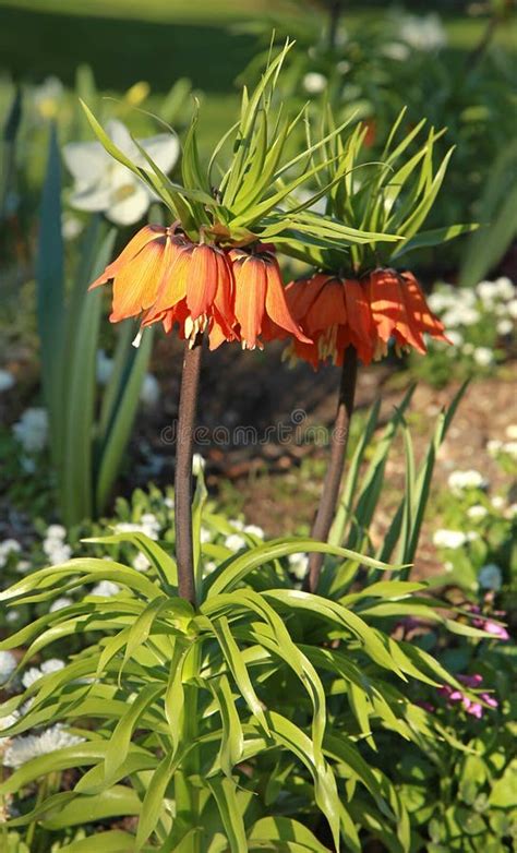 Beautiful Flower Of Fritillaria Imperialis `aurora` Stock Photo Image