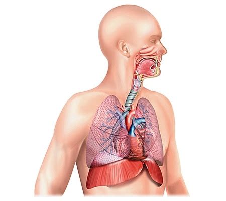 Appareil Respiratoire Diagram Quizlet