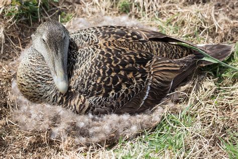 Eider Duck Nest Nesting - Free photo on Pixabay - Pixabay