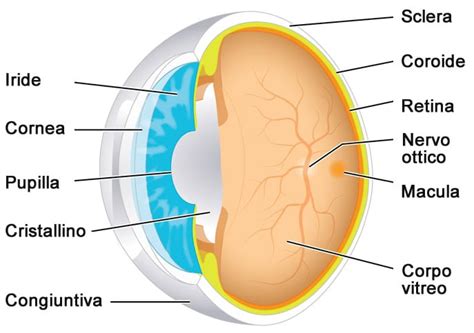 Anatomia Dell Occhio Sexiezpicz Web Porn