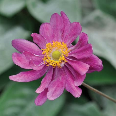 Anemone Hupehensis Prinz Heinrich Claire Austin