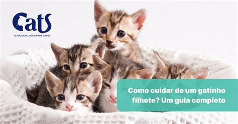 Como Cuidar De Um Filhote De Gato Tudo Que O Gateiro De Primeira