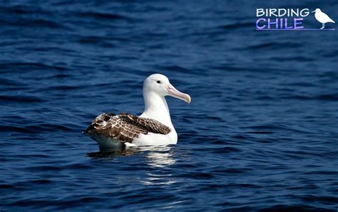 Southern Royal Albatros Diomedea Epomophora Albatros Real Del Sur