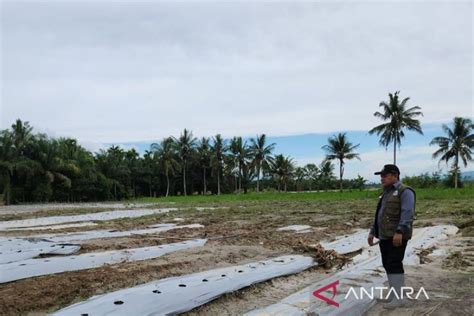 Banjir Aceh Tenggara Akibatkan Hektare Lahan Pertanian Rusak