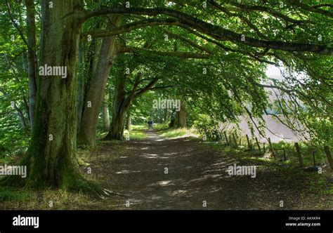 Birnam Wood, Perthshire, Scotland Stock Photo - Alamy