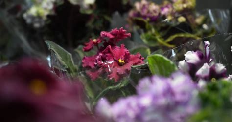 У ратуші Івано-Франківська можна побачити 300 сортів фіалок. Фото