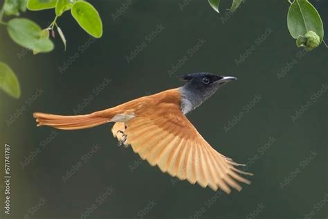 Flying Indian Paradise Flycatcher Terpsiphone Paradisi Is A Medium Sized Passerine Bird Native