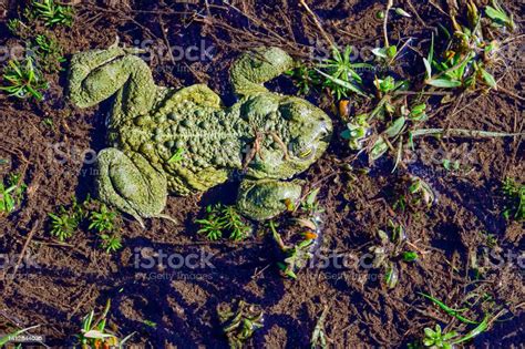 Natterjack Toad A Species Of Frog In The Bufonidae Family Stock Photo - Download Image Now - iStock