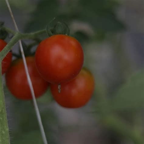 Using The Lower And Lean Method For Indeterminate Tomatoes In A Hoop H