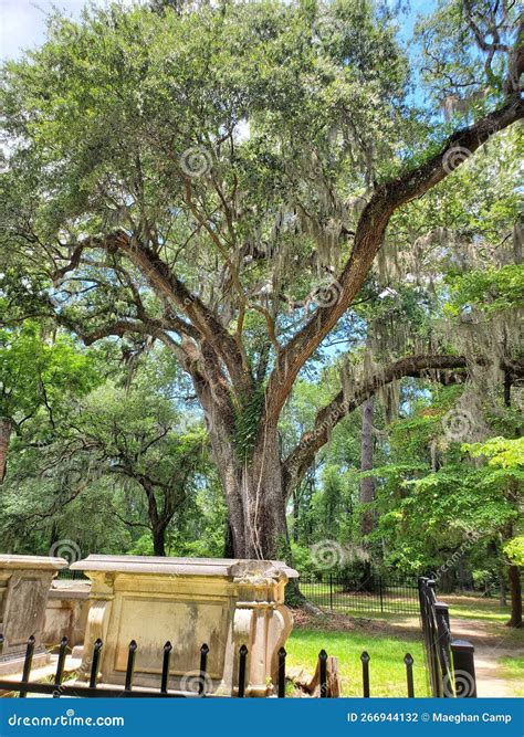 Spanish Moss trees stock photo. Image of woodland, autumn - 266944132