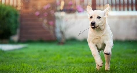 Diese Gefahren lauern für Hunde jetzt im Garten