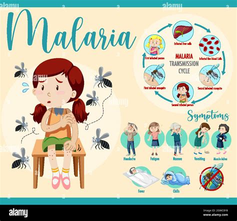 Ciclo De Transmisión De La Malaria E Información De Síntomas Infografía Imagen Vector De Stock