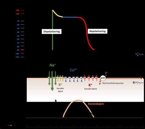 Index Of Elaring Fag Hjertesykdommer Spl Ekg Del Images