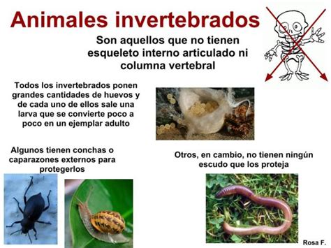 Animales invertebrados - ¡EJEMPLOS + IMÁGENES!