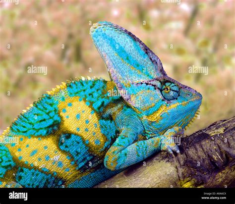 Veiled Chameleon Chamaeleo Calyptratus Stock Photo Alamy