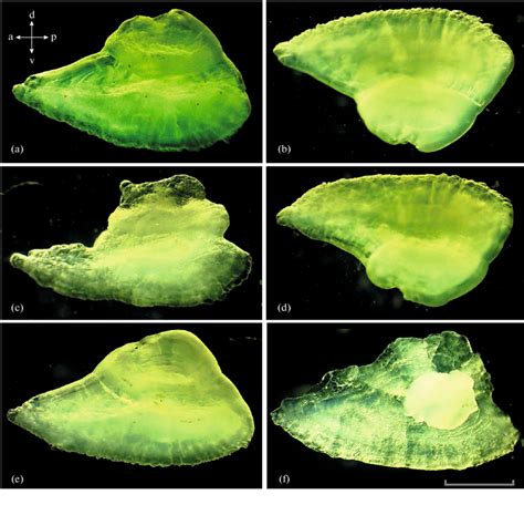 Otoliths Of Arctic Charr Salvelinus Alpinus Main Form Ma From Lake