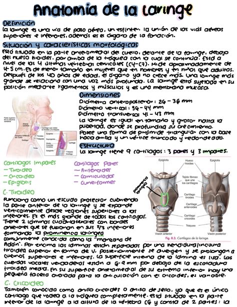 Anatom A De La Laringe Anatomia De La Laringe Definici N La