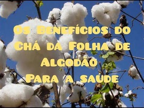 Beneficios Do Cha De Algodão - Os Benefícios do Chá da Folha de Algodão para a saúde - YouTube