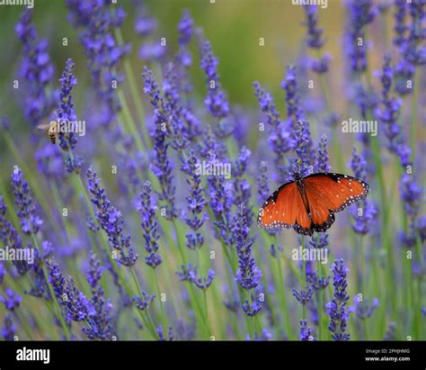 Two Pollinators An Orange Butterfly And Bee Doing Their Job In A