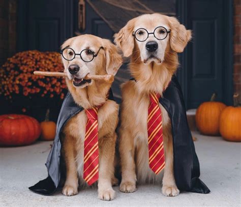 Disfraces Para Perro Ideales Para Halloween Glamour