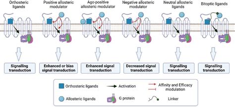 Modulation Of Gpcrs By Orthosteric And Biased Allosteric Modulators