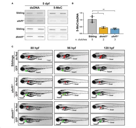 Uhrf And Dnmt Loss Causes Dna Methylation Loss In Zebrafish Livers