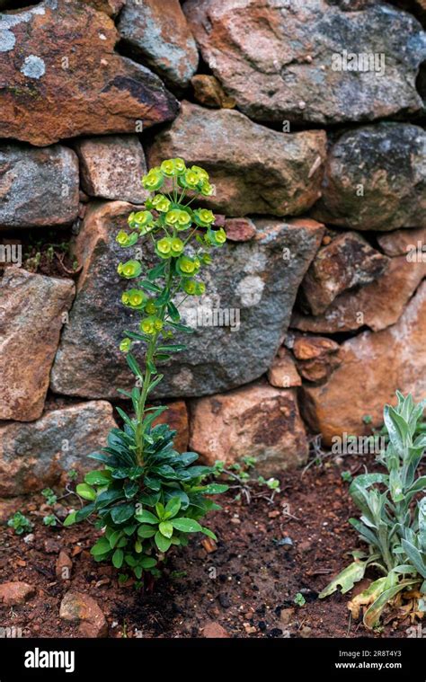 Planta De Euphorbia Amygdaloides Frente A Una Pared De Piedra