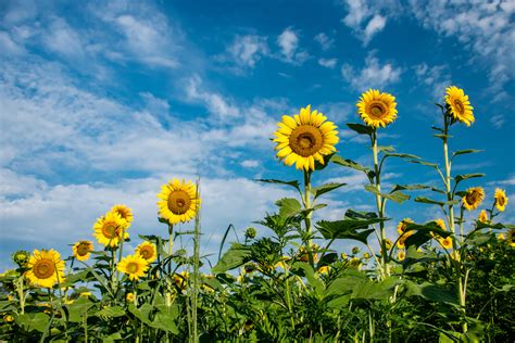 Must-See Sunflower Fields Are Now Blooming in Montgomery County - Washingtonian