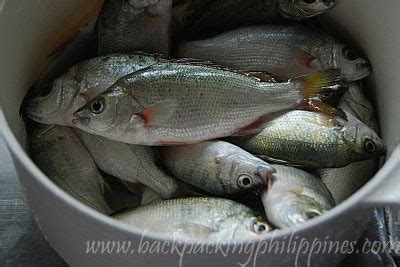 Backpacking Philippines: The Art of Eating Ayungin: Jose Rizal's Favorite Fish