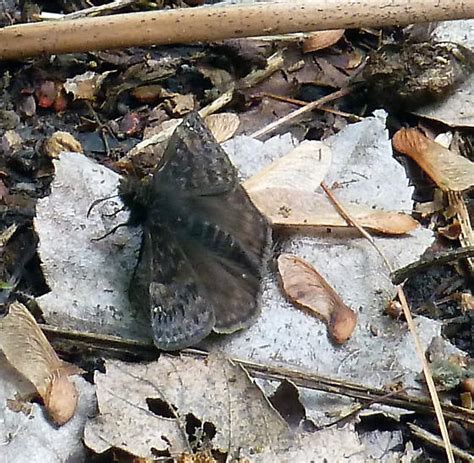 Juvenal S Duskywing Erynnis Bugguide Net