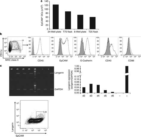 Generation Of Bone Marrow Derived Langerhans Cell LC Like Cells A