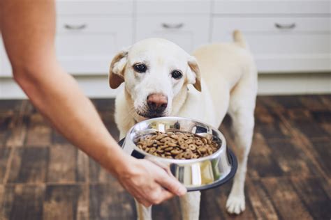 Tragezeit Hunde Wie Lange Sind Hunde Schwanger Tierpal