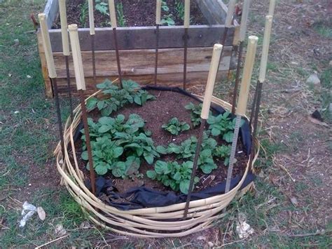 Une Tour Pommes De Terre Potager Facile Sac De Jardin Pomme De Terre