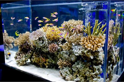 Top 15 Saltwater Algae Eaters: Fish, Snail, Shrimp & Urchin