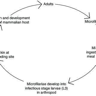 (PDF) Biochemical composition and metabolic pathways of filarial worms ...