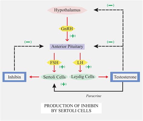 Frontiers The Molecular Mechanism Of Sex Hormones On 45 OFF