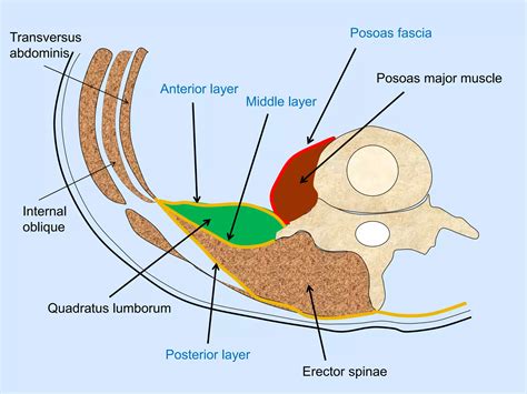 label the urinary posterior abdominal structures using the hints provided. 4