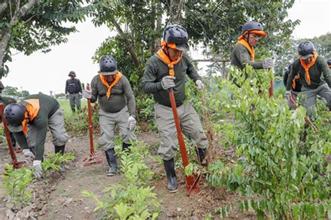 Mininter Erradica Más De 3000 Hectáreas De Cultivos Ilegales De Hoja De Coca Huaral