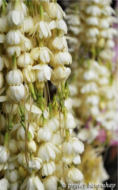 Sampaguita Buds White Flowers Hanging In A Store