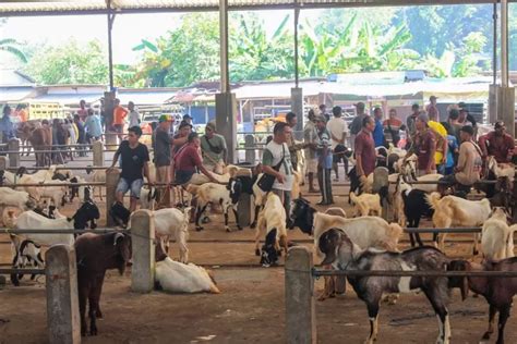 Populasi Sapi Di Jepara Capai 38 973 Ekor DKPP Pastikan Kebutuhan