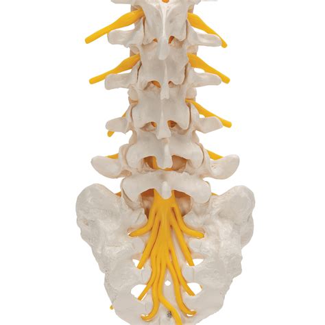 Anatomical Teaching Models Plastic Vertebrae Model Lumbar Spinal Column