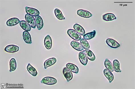 MICOLOGIA Di Salvatore Saitta Ramaria Stricta