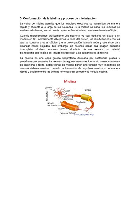 Informe Histo Pract Nota Conformaci N De La Mielina Y