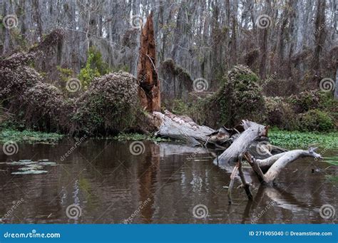 Swamp Landscape Aquatic Vegetation Swamp In Louisiana Usa Stock